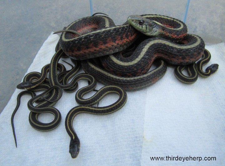 Orange Striped Coast Garter Snakes